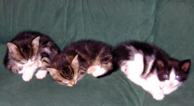 Bild zu Ich habe Babys... - Baby Forum - Allgemeine Themen