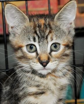 Bild zu Helft mal bitte....mir faellt kein Name fuer unser kleines Katzenmaedchen ein. - Baby Forum - Allgemeine Themen