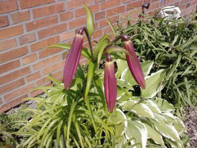 Bild zu kann mir eine sagen was das für eine blume ist? - Baby Forum - Allgemeine Themen