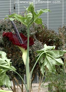 Bild zu Weil wir schon bei Blumen sind - Baby Forum - Allgemeine Themen