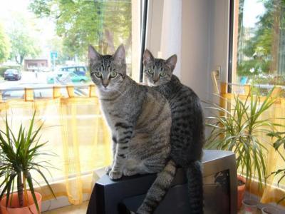 Bild zu 