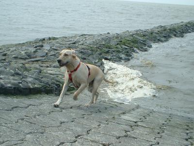 Bild zu hund oder katze? - Baby Forum - Allgemeine Themen