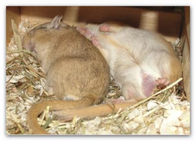 Bild zu Hihi, guckt mal... meinen Viechern ist auch zu warm... - Baby Forum - Allgemeine Themen