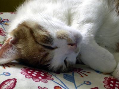 Bild zu Frage an die Katzenbesitzer: Wie habt ihr die Katzen an Draußen gewöhnt? - Baby Forum - Allgemeine Themen