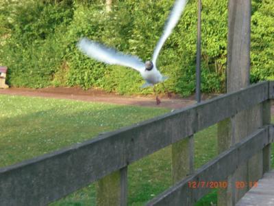 Bild zu 
