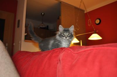 Bild zu 