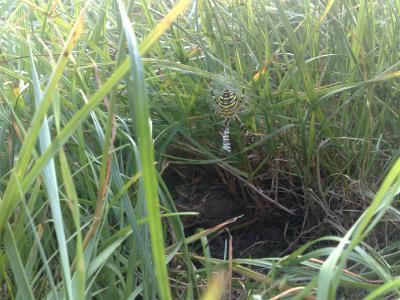 Bild zu was ist das? - Baby Forum - Allgemeine Themen