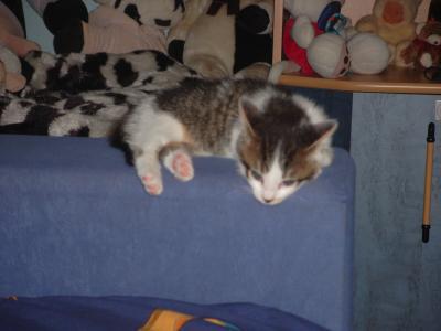 Bild zu 
