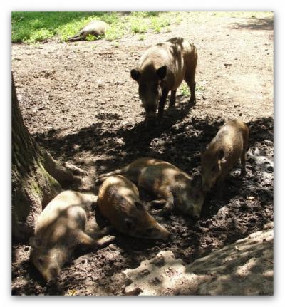 Bild zu Wir waren heute im Wildpark... schaut mal... - Baby Forum - Allgemeine Themen
