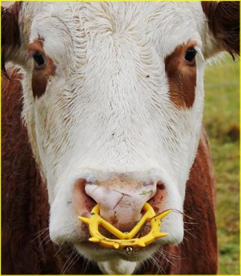 Bild zu Werner hat doch schon ein Piercing - Baby Forum - Allgemeine Themen