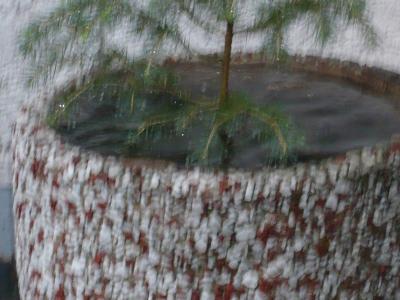 Bild zu In dem Blumenkübel steht normlerweise kein wasser,aber es regnet hier ja nicht - Baby Forum - Allgemeine Themen