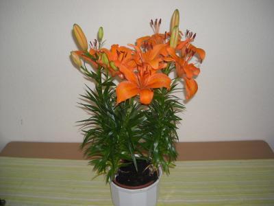 Bild zu guckt mal bitte........was ist das für eine blume? - Baby Forum - Allgemeine Themen