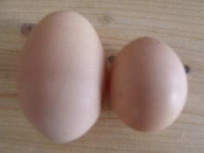 Bild zu Meine Kids waren gerade im Hühnerstall und Lennart hat ein Ei gefunden. Guckt ma - Baby Forum - Allgemeine Themen