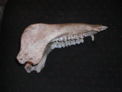 Bild zu Was Kinder so aus dem Wald  mitbringen .... - Baby Forum - Allgemeine Themen