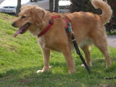 Bild zu Hund hustet - Baby Forum - Allgemeine Themen