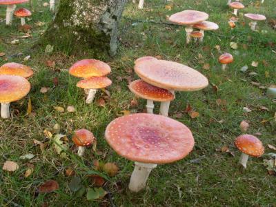 Bild zu Herbst - Baby Forum - Allgemeine Themen