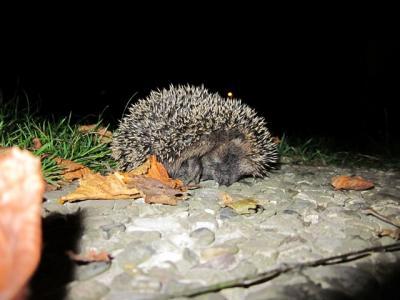 Bild zu Man was stinkt so ´ n Igel - Baby Forum - Allgemeine Themen