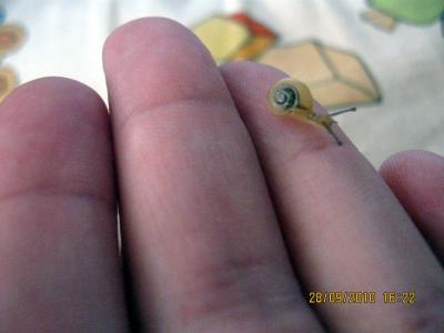 Bild zu Eine Babyschnecke hat mein Baby besucht! - Baby Forum - Allgemeine Themen
