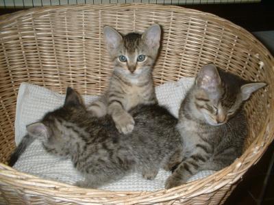Bild zu möchte jemand ein kätzchen adoptieren? - Baby Forum - Allgemeine Themen