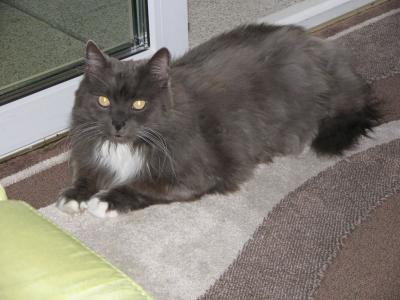 Bild zu mein kater kann nicht mehr laufen!!!!!! :-( - Baby Forum - Allgemeine Themen