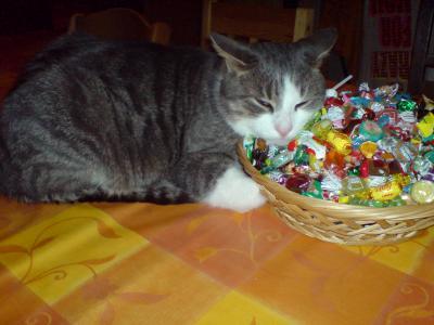 Bild zu hihi....und baloo bewacht die beute^^ - Baby Forum - Allgemeine Themen