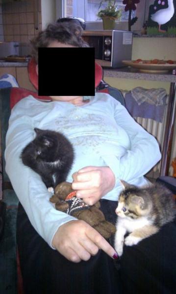 Bild zu Meine Babykatzen sind.... - Baby Forum - Allgemeine Themen