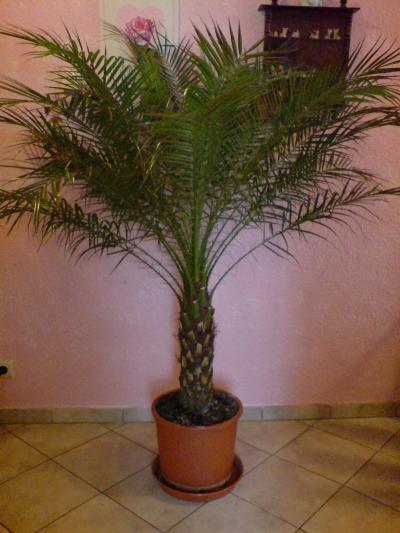 Bild zu kennt jemand diese art von palme???? - Baby Forum - Allgemeine Themen