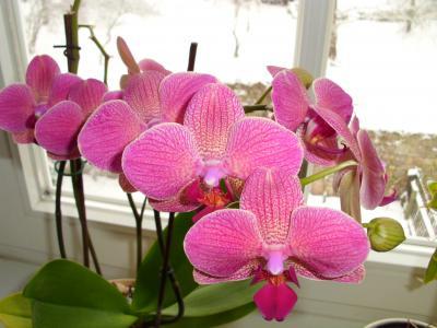 Bild zu mein garten, meine orchideen - Baby Forum - Allgemeine Themen