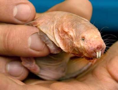 Bild zu nochmal... seltsame Tiere - Baby Forum - Allgemeine Themen