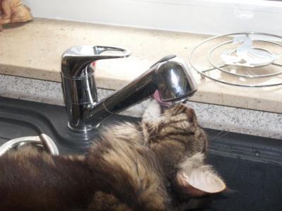 Bild zu aber die katzen von paula tun mir auch leid... ;) - Baby Forum - Allgemeine Themen