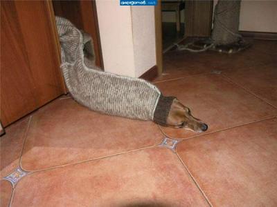 Bild zu schlimm ist, dass der hund von paula auch gern bei den katzen sein möchte - Baby Forum - Allgemeine Themen