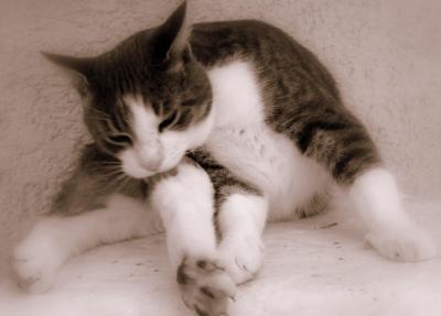 Bild zu ***UMFRAGE*** zeigt her eure haustiere : ) - Baby Forum - Allgemeine Themen