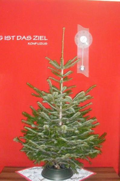 Bild zu So mein Weihnachtsbaum steht - Baby Forum - Allgemeine Themen