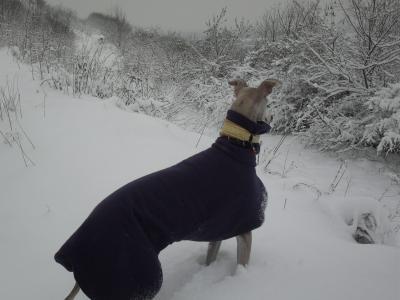 Bild zu Winterbilder Hundespaziergang - Baby Forum - Allgemeine Themen