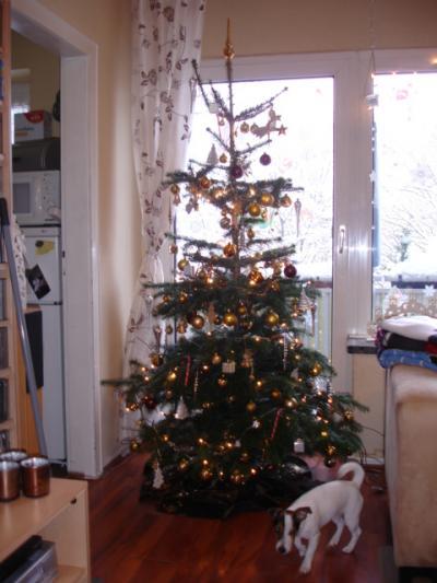 Bild zu Tannenbaum Steht endlich... - Baby Forum - Allgemeine Themen