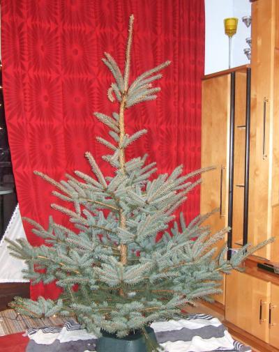 Bild zu mes dames et monsieurs, the baum 2010 :) - Baby Forum - Allgemeine Themen