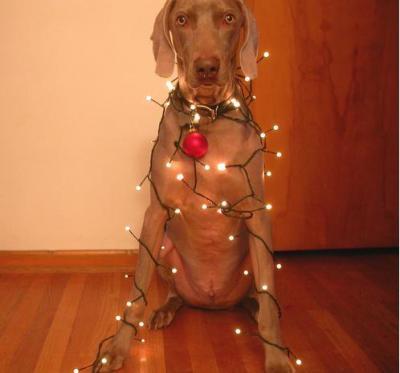 Bild zu Hier auch alles fertig zum weihnachten - Baby Forum - Allgemeine Themen