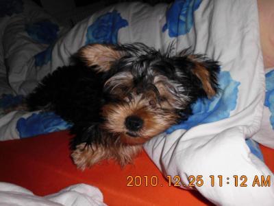 Bild zu hier unser hund tuner - Baby Forum - Allgemeine Themen