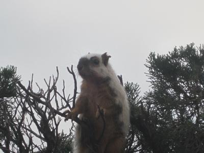 Bild zu Ich hab grad das verrueckteste Eichhoernchen (Squirrel)  im Garten gesehen - Baby Forum - Allgemeine Themen