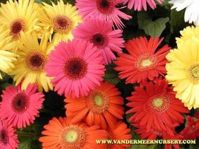 Bild zu Ich will irgendwie keinen Winer mehr...ich kaufe nachher zwei Blumensträuße... - Baby Forum - Allgemeine Themen