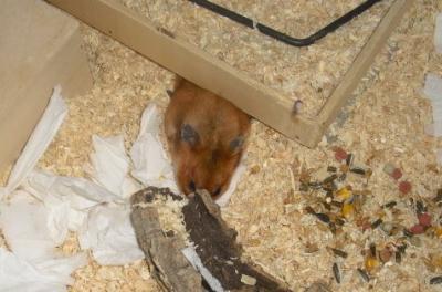Bild zu Ich hab wieder einen Hamster - Baby Forum - Allgemeine Themen