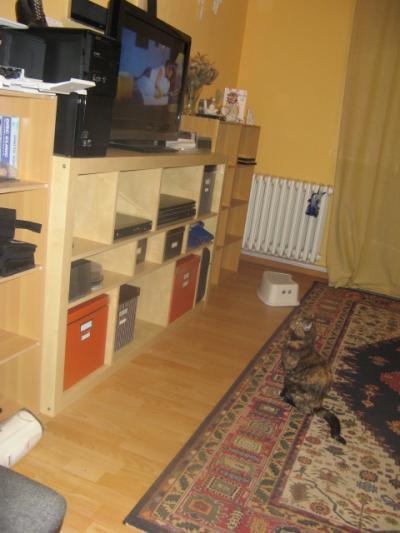 Bild zu Meine Katze schaut Bollywod.... - Baby Forum - Allgemeine Themen