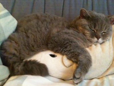 Bild zu Katze müsste man sein..... - Baby Forum - Allgemeine Themen