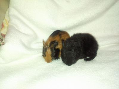 Bild zu guckt maaaaaaal.... wir haben familienzuwachs - Baby Forum - Allgemeine Themen