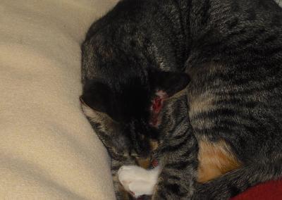 Bild zu Meine Katze wurde heute von einem Hund angegriffen - Baby Forum - Allgemeine Themen