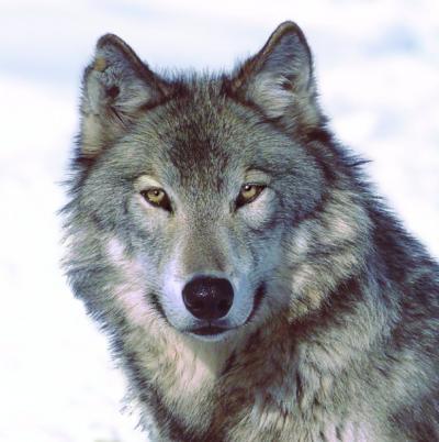 Bild zu Aber wunderschöne Tiere sind es ja...... - Baby Forum - Allgemeine Themen