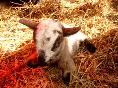 Bild zu Wir haben Nachwuchs!!! - Baby Forum - Allgemeine Themen