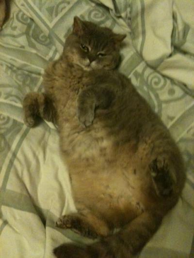 Bild zu Mein Schlampenkater........ - Baby Forum - Allgemeine Themen