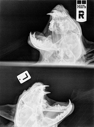 Bild zu hier mal mein Monster Nr.1  ;-) - Baby Forum - Allgemeine Themen