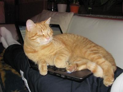 Bild zu Was möchte mir mein Kater damit sagen.... Mit Bild - Baby Forum - Allgemeine Themen